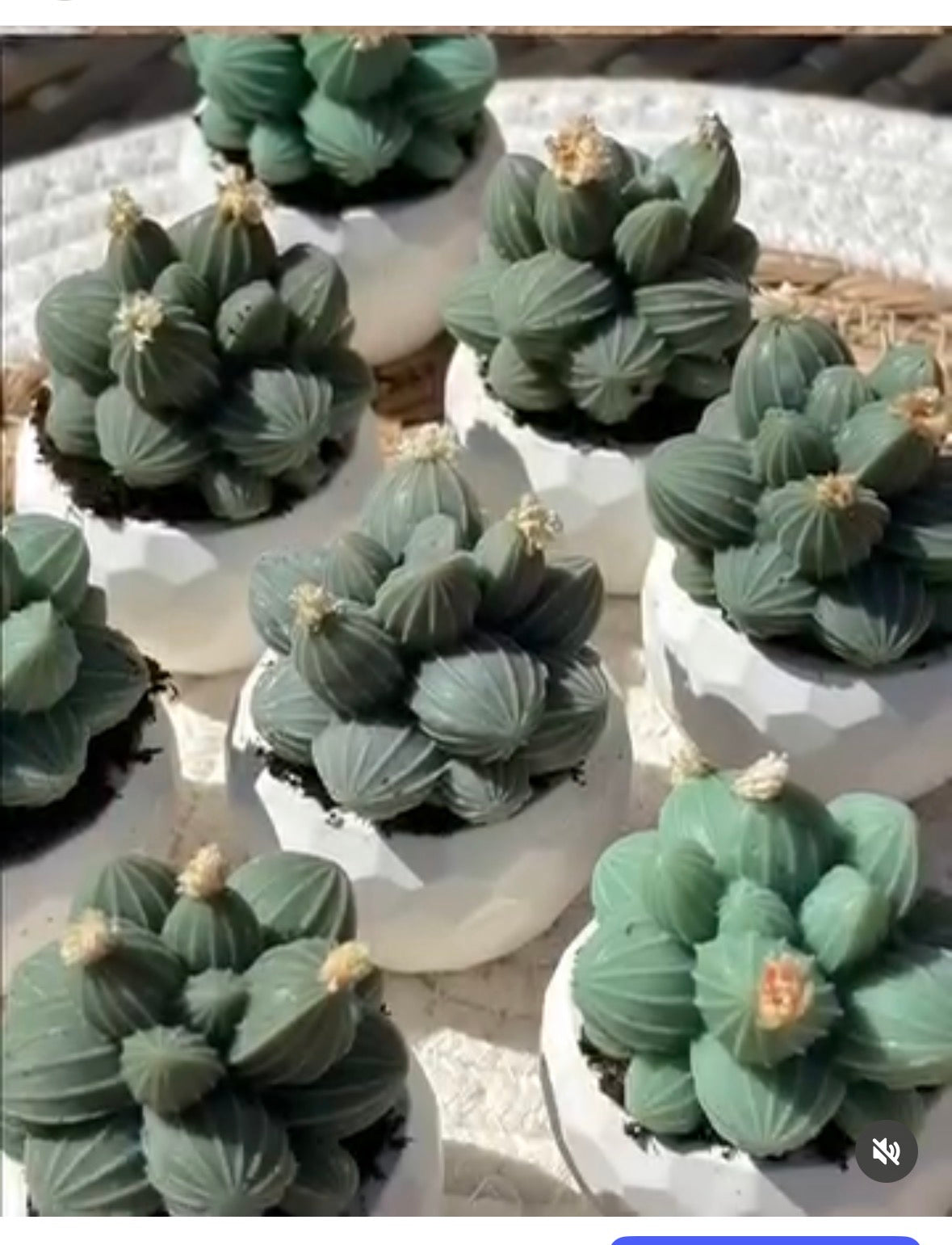 Piantina grassa piccola